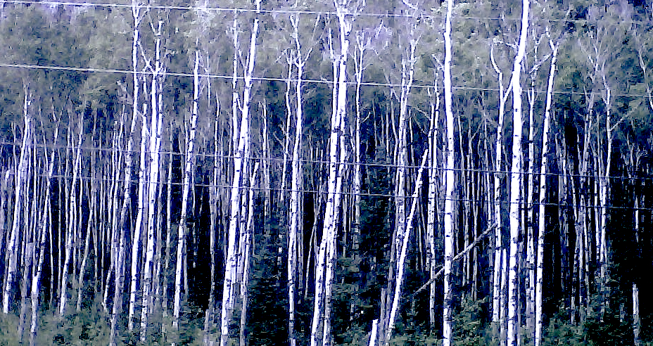 Image for Sonic Architecture + Organic LF Performance